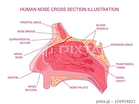 Labeled Human Nose Cross-Section Diagram, Nasal Cavity, Blood Vessels, Sinuses, and Bone Structure for Medical Education Labeled Human Nose Cross-Section Diagram, Nasal Cavity, Blood Vessels, Sinuses, and Bone Structure for Medical Education 120454021