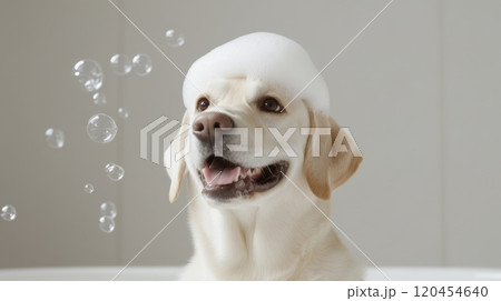 Cute Dog in Bathtub with Bubbles and Soap on Head, Smiling in Funny Style, High-Definition Photography 120454640
