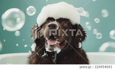 Cute Dog in Bathtub with Bubbles and Soap on Head, Smiling in Funny Style, High-Definition Photography 120454641