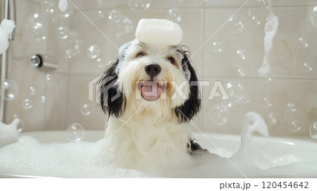 Cute Dog in Bathtub with Bubbles and Soap on Head, Smiling in Funny Style, High-Definition Photography 120454642