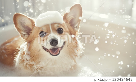 Cute Dog in Bathtub with Bubbles and Soap on Head, Smiling in Funny Style, High-Definition Photography 120454645