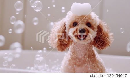 Cute Dog in Bathtub with Bubbles and Soap on Head, Smiling in Funny Style, High-Definition Photography 120454647