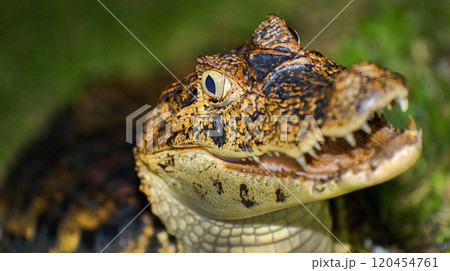 Spectacled Caiman, Tropical Rainforest, Costa Rica Spectacled Caiman, Tropical Rainforest, Costa Rica 120454761