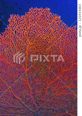 Gorgonian, Maldives 120454863