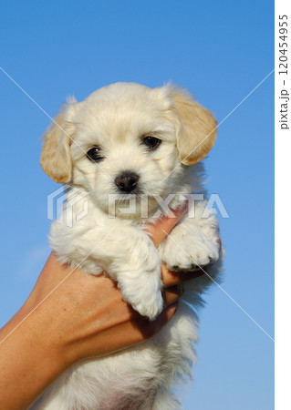 Holding sweet puppy in hands Holding sweet puppy in hands 120454955