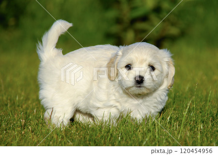 Bichon Havanais puppy dog 120454956