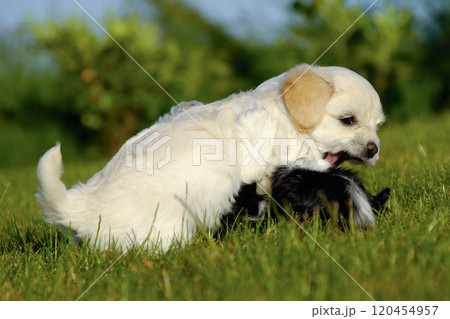 puppies are fighting and playing puppies are fighting and playing 120454957