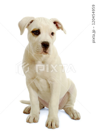 White puppy White puppy 120454959