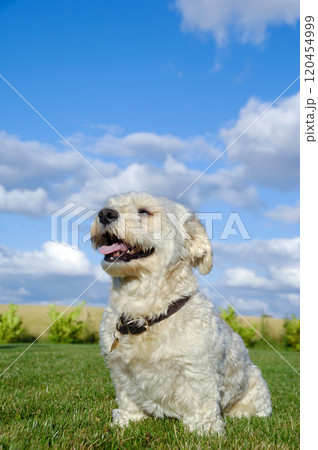 Bichon dog 120454999