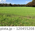 初夏の草原と林 120455208