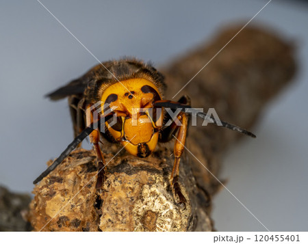 細い枯れ木にとまっているオオスズメバチ 120455401