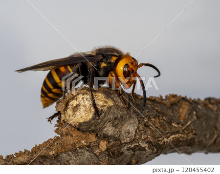 細い枯れ木にとまっているオオスズメバチ 120455402