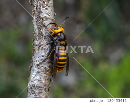 細い枯れ木にとまっているオオスズメバチ 120455415