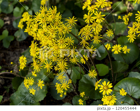 群生しているツワブキの花 群生しているツワブキの花 120455444