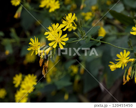 ヤクシソウ 120455450