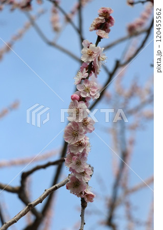 梅の花 梅の花 120455562