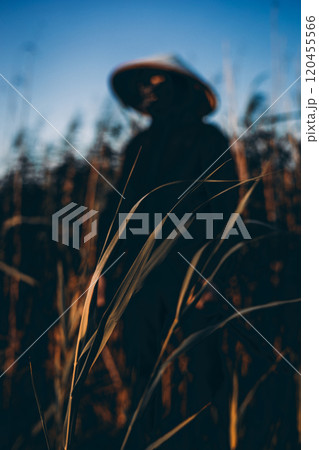 A farmer wearing a traditional conical hat stands in a rice field at sunset, the focus on the plants in the foreground creates a sense of mystery and tranquility. Japanese farmer in a field. 120455566