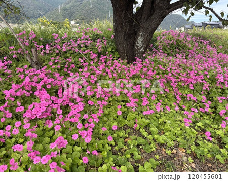 川沿いの土手に沢山咲いていたピンクのハナカタバミ 川沿いの土手に沢山咲いていたピンクのハナカタバミ 120455601