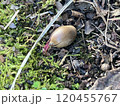 地面に落ちたドングリが芽を出している 120455767