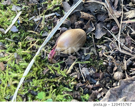 地面に落ちたドングリが芽を出している 地面に落ちたドングリが芽を出している 120455767