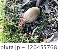地面に落ちたドングリが芽を出している 120455768