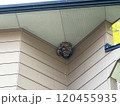 住宅の軒下に作られたスズメバチの巣 120455935