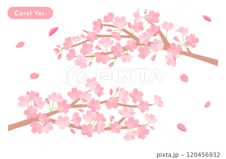 春の桜のイラスト　背景素材　さくら　花　かわいい　満開　新生活　お祝い　シンプル　花びら　満開　4月 120456932