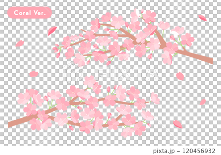 春の桜のイラスト　背景素材　さくら　花　かわいい　満開　新生活　お祝い　シンプル　花びら　満開　4月 120456932