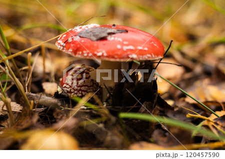 Two beautiful fly agaric mushrooms grow in the thickets of an autumn forest, surrounded by fallen leaves and grass. Beautiful brothers of the fly agaric grew in the forest in autumn. Two beautiful fly agaric mushrooms grow in the thickets of an autumn forest, surrounded by fallen leaves and grass. Beautiful brothers of the fly agaric grew in the forest in autumn. 120457590