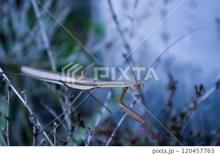 枯れ枝に佇むカマキリの擬態美 120457763