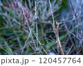 枯れ枝に佇むカマキリの擬態美 120457764