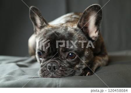 フレンチブルドッグ 120458084