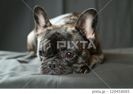 フレンチブルドッグ 120458085