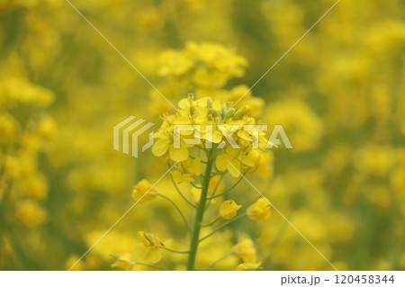 菜の花 120458344