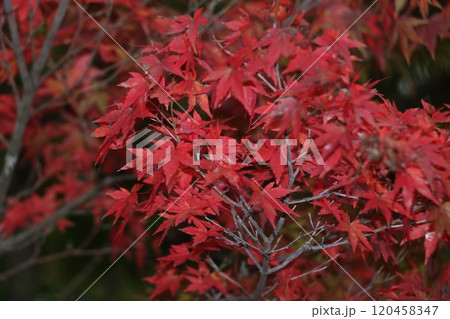 紅葉 120458347