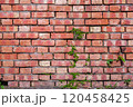 レンガ壁に映える緑の生命力 120458425