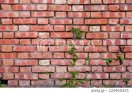 レンガ壁に映える緑の生命力 120458425