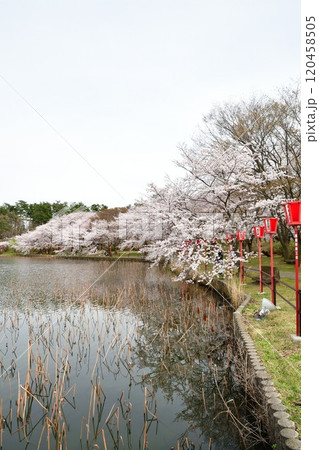 弁天潟風致公園の桜(新潟県) 弁天潟風致公園の桜(新潟県) 120458505