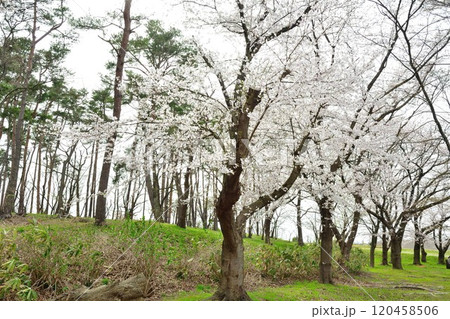 弁天潟風致公園の桜(新潟県) 弁天潟風致公園の桜(新潟県) 120458506