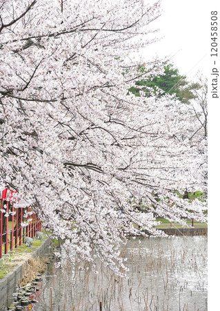 弁天潟風致公園の桜(新潟県) 弁天潟風致公園の桜(新潟県) 120458508