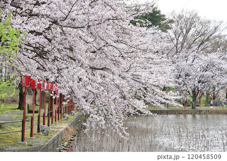 弁天潟風致公園の桜（新潟県） 120458509