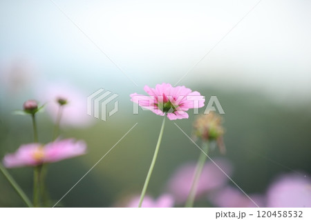 秋の空に映えるコスモス 秋の空に映えるコスモス 120458532