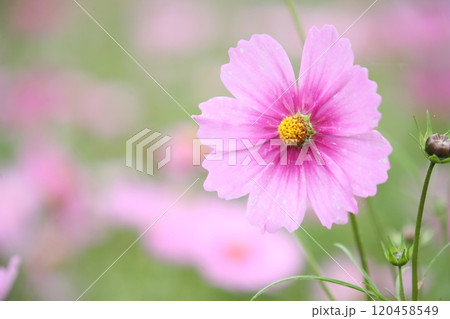 秋の空に映えるコスモス 120458549