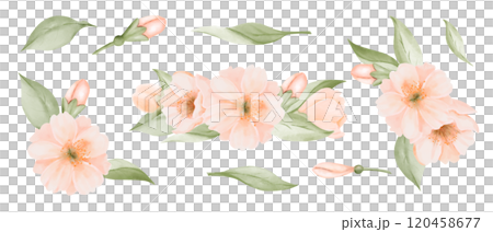 Set of Peach or Cherry Flowers Bouquets with isolated Leaves and Buds. Watercolor hand painted botanical illustration isolated on a white background. Peach fuzz 2024 year color. Perfect for wedding 120458677