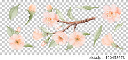 Spring Blossom Set, Branch and isolated Peach or Cherry Flowers and Leaves. Watercolor hand painted botanical illustration isolated on a white background. Perfect for wedding invitations, greeting 120458678