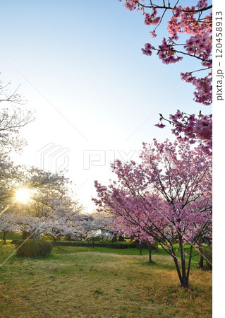 加治川治水公園の桜(新潟県) 加治川治水公園の桜(新潟県) 120458913