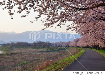 加治川治水公園の桜(新潟県) 加治川治水公園の桜(新潟県) 120458914
