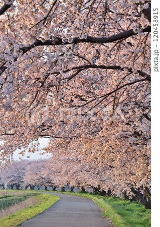 加治川治水公園の桜（新潟県） 120458915