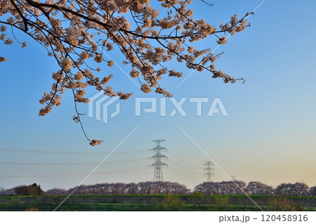 加治川治水公園の桜（新潟県） 120458916