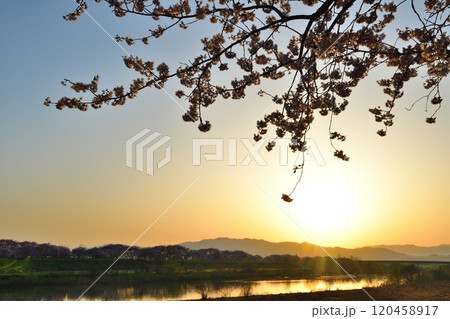 加治川治水公園の桜(新潟県) 加治川治水公園の桜(新潟県) 120458917